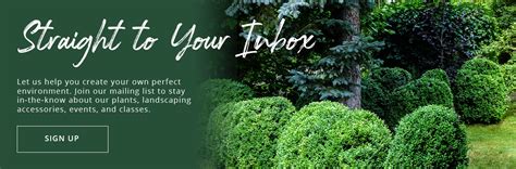 Go Green With Evergreens Platt Hill Nursery Blog And Advice