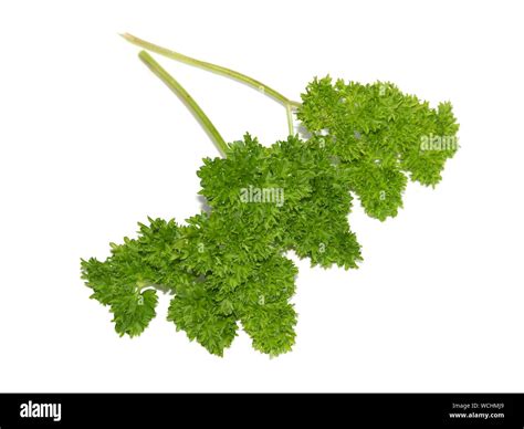 Branch Of Garden Parsley Petroselinum Crispum Isolated On White