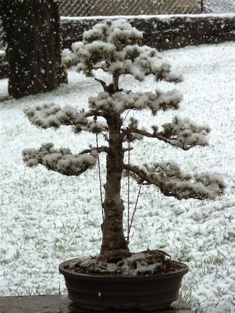 Evoluzione Bonsai Bonsai Di Picea Glauca Albertiana White Spruce