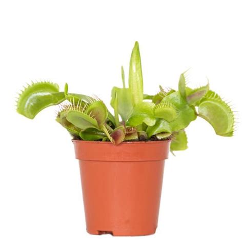 Dionaea Muscipula Plante Carnivore Peu D Entretien D6 Cm H05