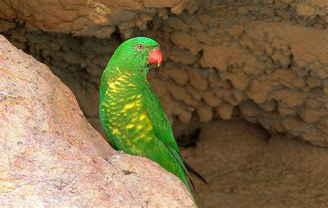 Scaly Breasted Lorikeet Trichoglossus Chlorolepidotus Exotic Birds