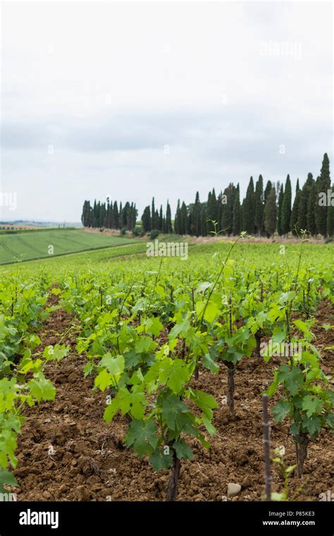 wine tasting in Tuscany Stock Photo - Alamy