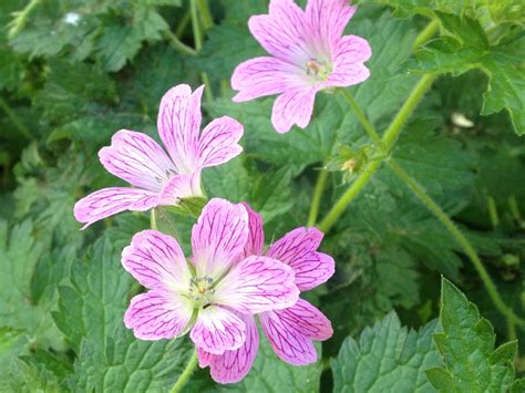 Perennial Geranium Close Up