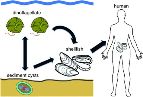 Csiro Publishing Microbiology Australia