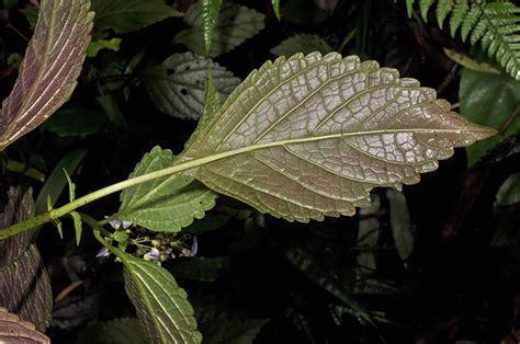 Plectranthus Scutellarioides Lamiaceae Image 136482 At PhytoImages