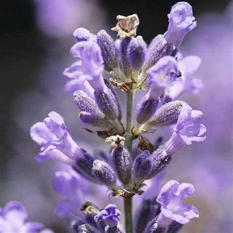 Lavanda: una planta silvestre con grandes propiedades medicinales