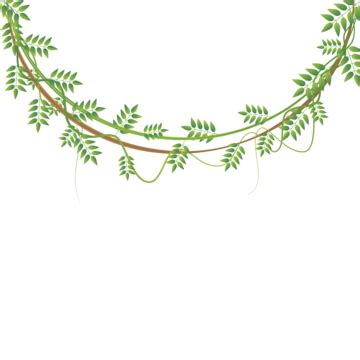 Vines And Vine Branches PNG Vector PSD And Clipart With Transparent