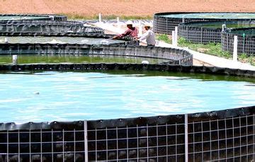 Acuicultura Actividad Que Brinda Seguridad Alimentaria Secretar A De