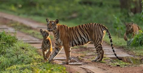 Jungle Safari in Kabini and Nagarhole | Kuruva Island Resort & Spa