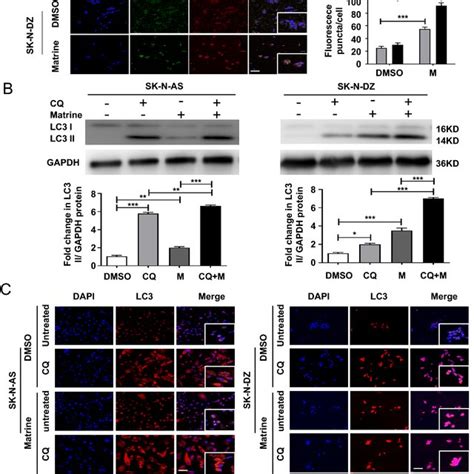 Autophagic Flux Was Enhanced By Matrine In Human Nb Cells A Autophagy