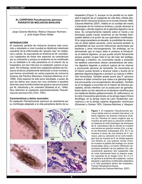 Pdf El Copépodo Pseudomyicola Spinosus Parásito De Moluscos Bivalvos