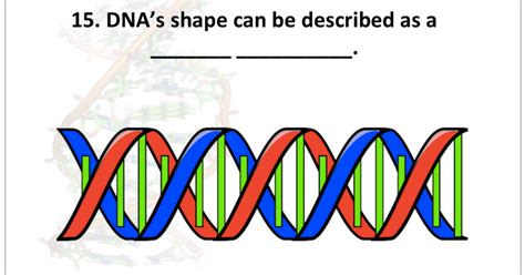 Solved DNA's shape can be described as a | Chegg.com