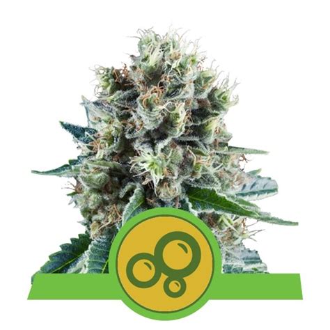 BUBBLE KUSH AUTO 1 Seme Femm Royal Queen Seeds Santaplanta Grow Shop