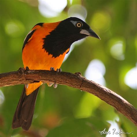 Venezuelan Troupial | Birds of Venezuela | Bird images from foreign ...