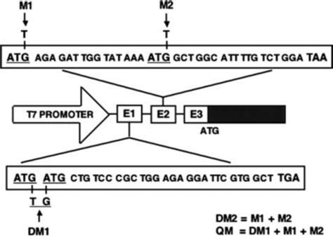 Schematic Representation Of The Rat AT 1a R Gene And The Mutant