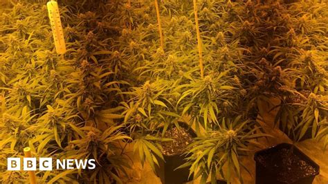 Cannabis Farm Worth £2m Found In Anfield Bbc News