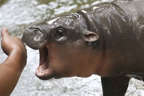 Moo Deng Decoding A Viral Sensation The Rise Of A Hippo Celebrity