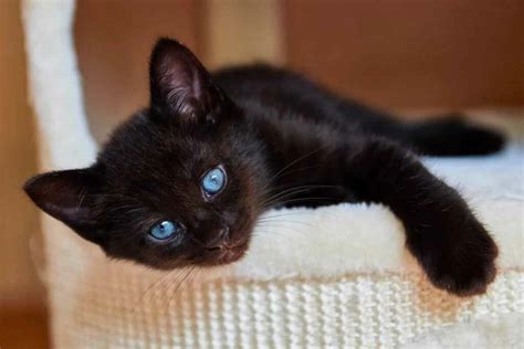 Gatos Con Ojos Azules Una Mirada Intensa Y Misteriosa Smylepets