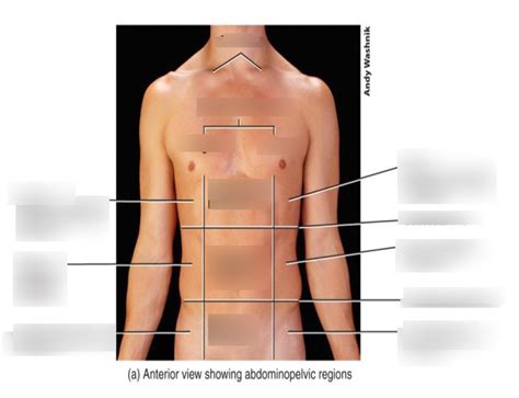 Anatomy Lab Practical 1 Diagram Quizlet