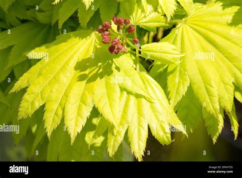 Acer shirasawanum Aureum Acer japonicum leaves and flower Stock Photo - Alamy