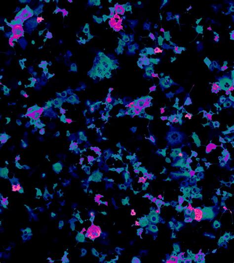 Luciferase Cells Cas9 Expressing Cell Lines OVA Cells Vitro Biotech