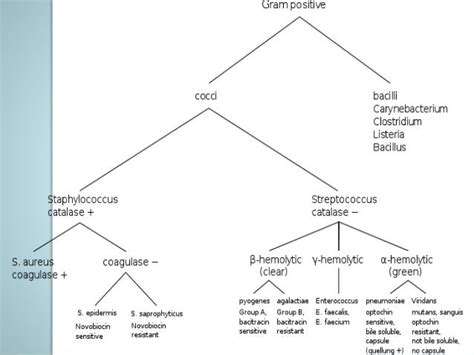 Microbiology Staph Presentation