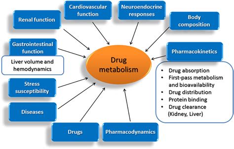 Frontiers Age Related Modifications In Cyp Dependent Drug Metabolism