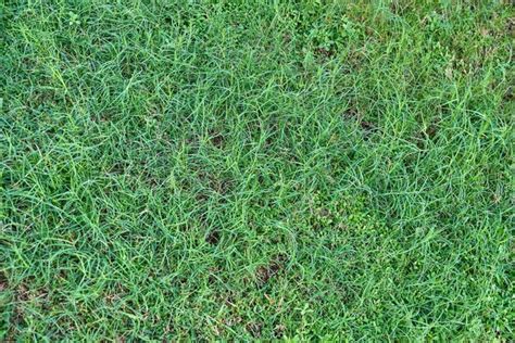 Premium Photo Texture Turf Green Lawn With Sparse Grass