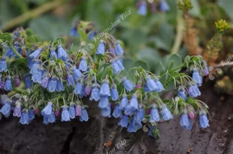 Mertensia Maritima Merihalikka Tommolan Tila