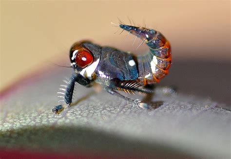 My New Obsession: Leafhopper Nymphs | Featured Creature