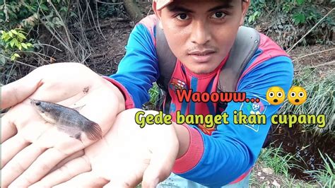 MANCING IKAN CUPANG LIAR DI HABITATNYA DAPAT UKURAN RAKSASA CUPANG