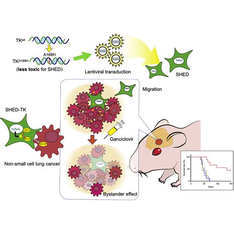 Efficacy Of Hsv Tk Gcv System Suicide Gene Therapy Using Shed