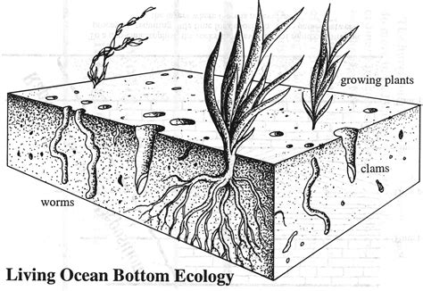 Sedimentary Rock As Evidence For Noahs Flood Archives Consider The