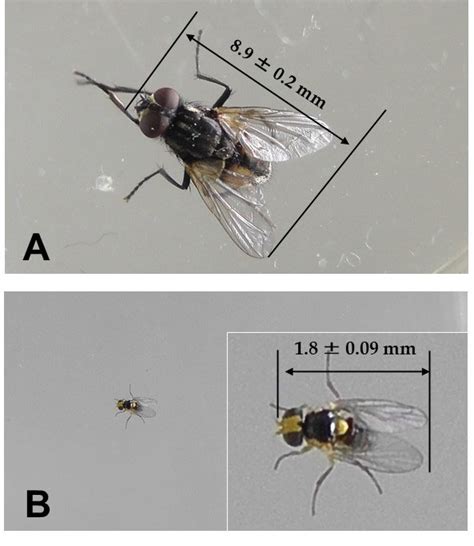 Comparative Demonstration With Test Flies Of Different Body Sizes