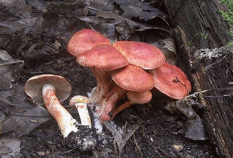 Cortinarius Bolaris