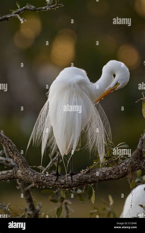 Great Egret in breeding plumage preening Stock Photo - Alamy