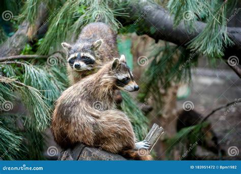 Raton Laveur Tenant Sur Un Arbre Avec Les Feuilles Vertes Photo Stock