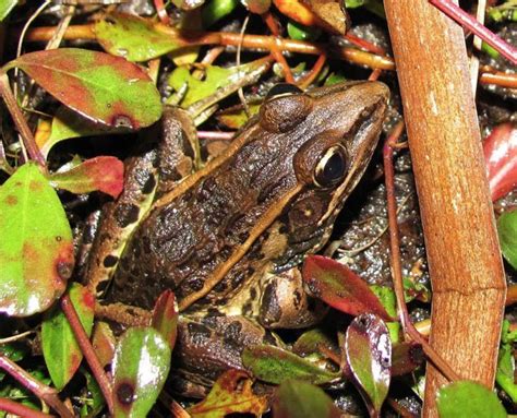 Herping The Florida Leopard Frog - Reptiles Magazine