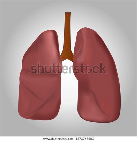 Human Lungs Trachea Anatomy Pulmonary System Stock Vector Royalty Free