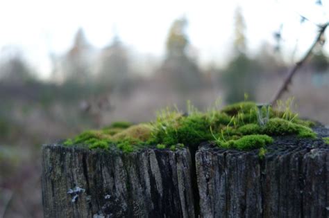 Moss And Lichen Landscapes Of The Pacific Northwest Landscape