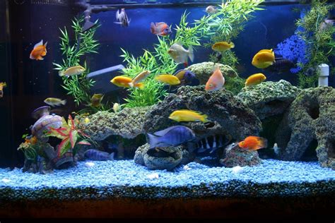 List of freshwater aquarium fish species – NEPgrunz | Fish, Aquarium ...