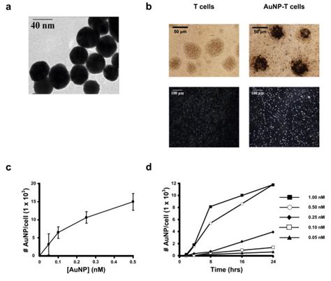 Gold Nanoparticle Uptake By Human T Cells A Tem Imaging Of Gold