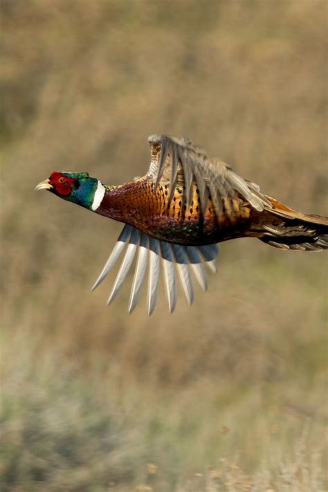 Pheasant Flying