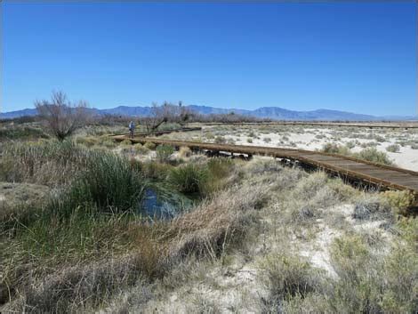 Birding Around Las Vegas, Ash Meadows NWR, Crystal Spring