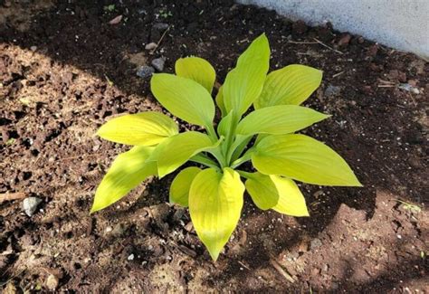 Best Sun-Tolerant Hosta Varieties and Expert Growing Tips