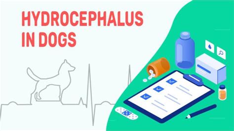 Hydrocephalus In Dogs Symptoms Causes And Treatments Petmoo