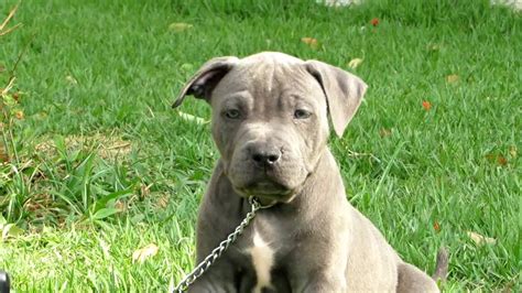 Filhote De Pit Bull Blue Nose Cinza Macho Olhos Azuis YouTube