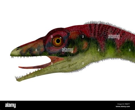 Compsognathus War Ein Kleiner Fleischfressender Theropoder Dinosaurier