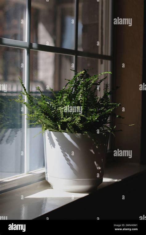 Fern Plant In A White Pot On Windowsill At Day Light Blurred