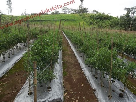 Budidaya Cabai Agrokompleks Kita